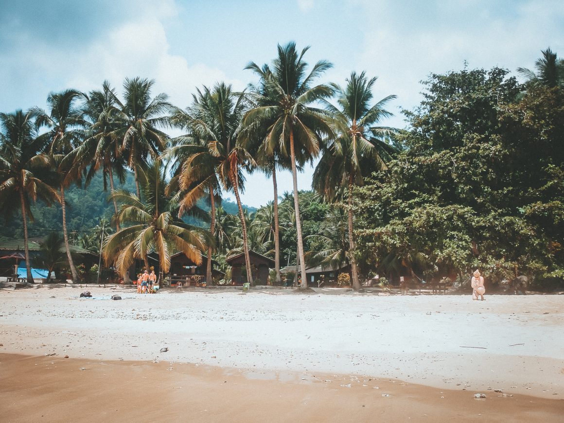 Palmbomen op eiland Maleisie