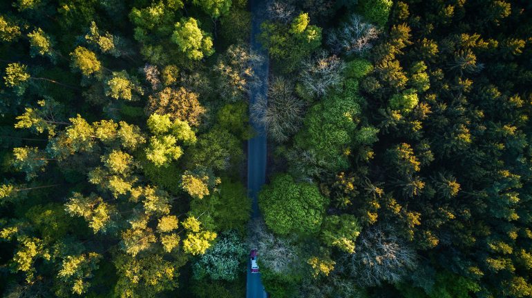 Drone foto van bossen