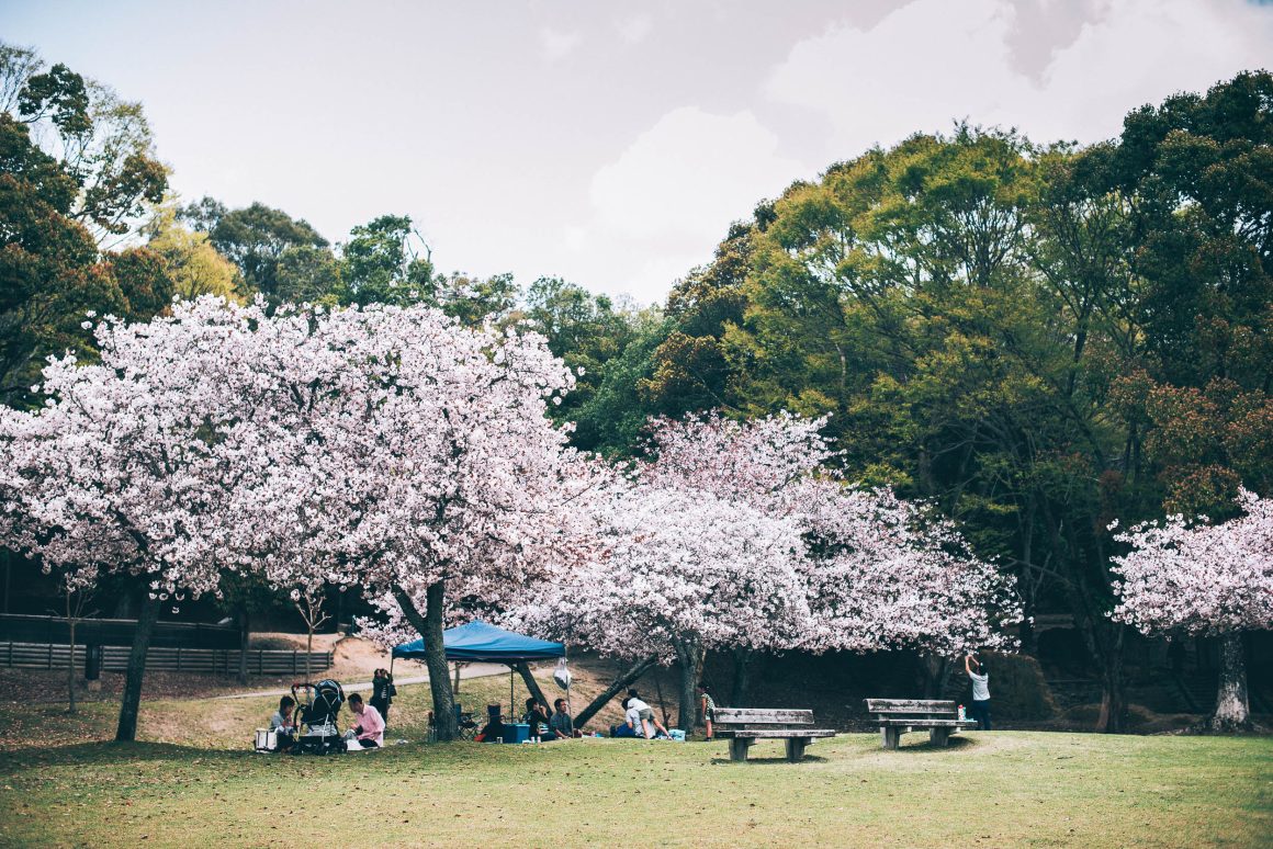 Sakura bomen