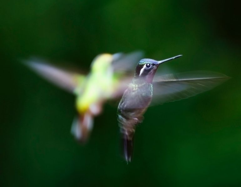 kolibrietuin Monteverde
