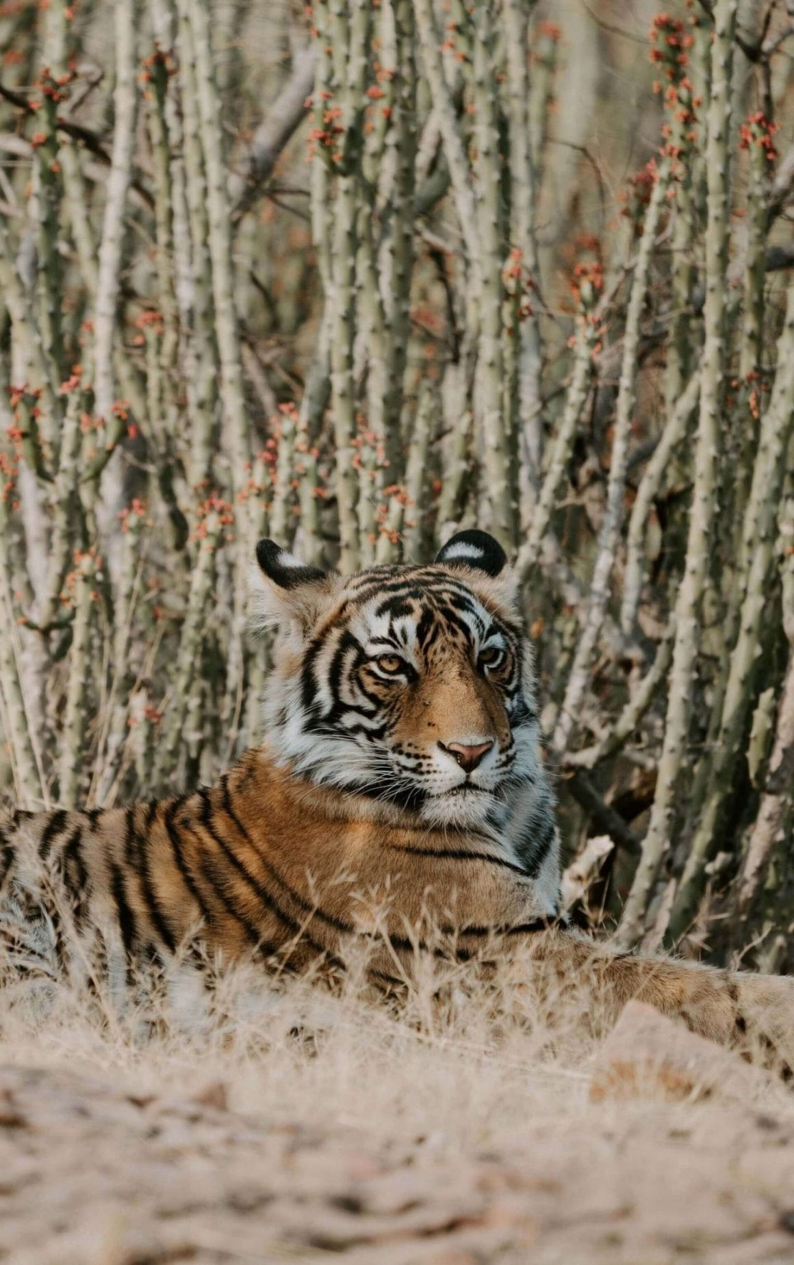 Tijger India