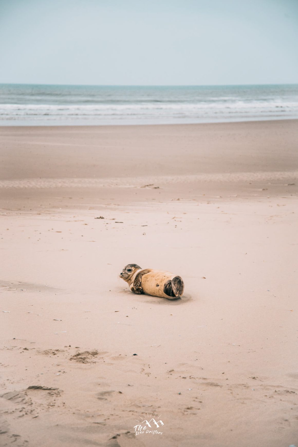 Zeehondje op strand