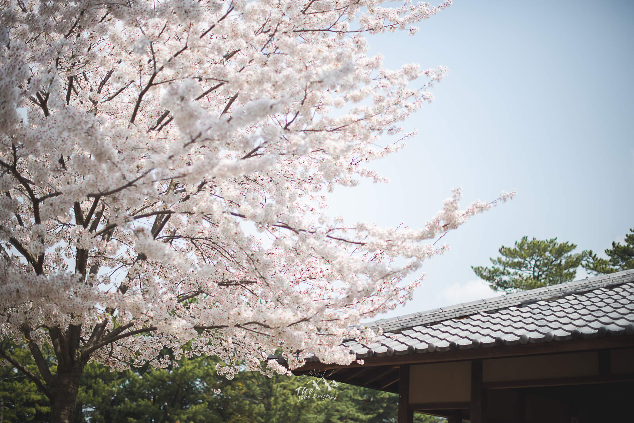 lade eenvoudig doolhof Wanneer bloeit de kersenbloesem in Japan: data en beste plekken Info & tips  2023 - Lone Drifters