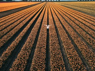 Persoon in tulpenvelden